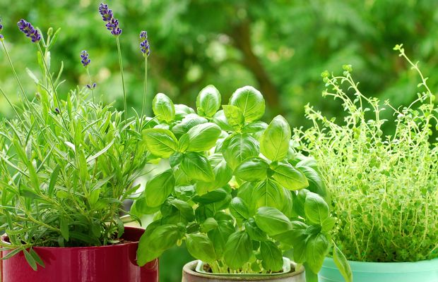 Basil, thyme and lavender growing in pots